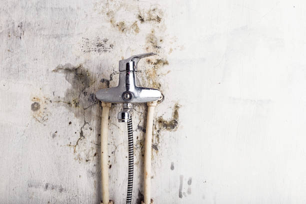 Best Same-Day Mold Removal  in Rosedale, WA