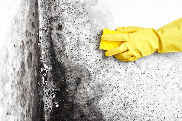 Best Home Mold Removal  in Rosedale, WA