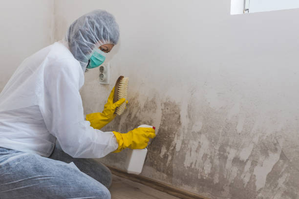 Mold Removal Process in Rosedale, WA