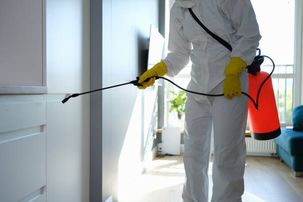 Best Same-Day Mold Removal  in Rosedale, WA