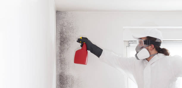 Best Emergency Mold Removal  in Rosedale, WA
